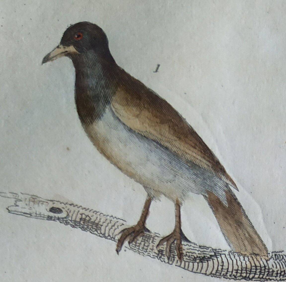 Planche Ornithologique originale " Pique bœuf - Etourneau vulgaire - &c... " Buffon 1836
