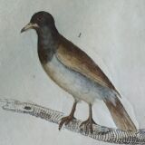 Original Ornithological plate " Pique boeuf - Etourneau vulgaire - &c... " Buffon (1836)