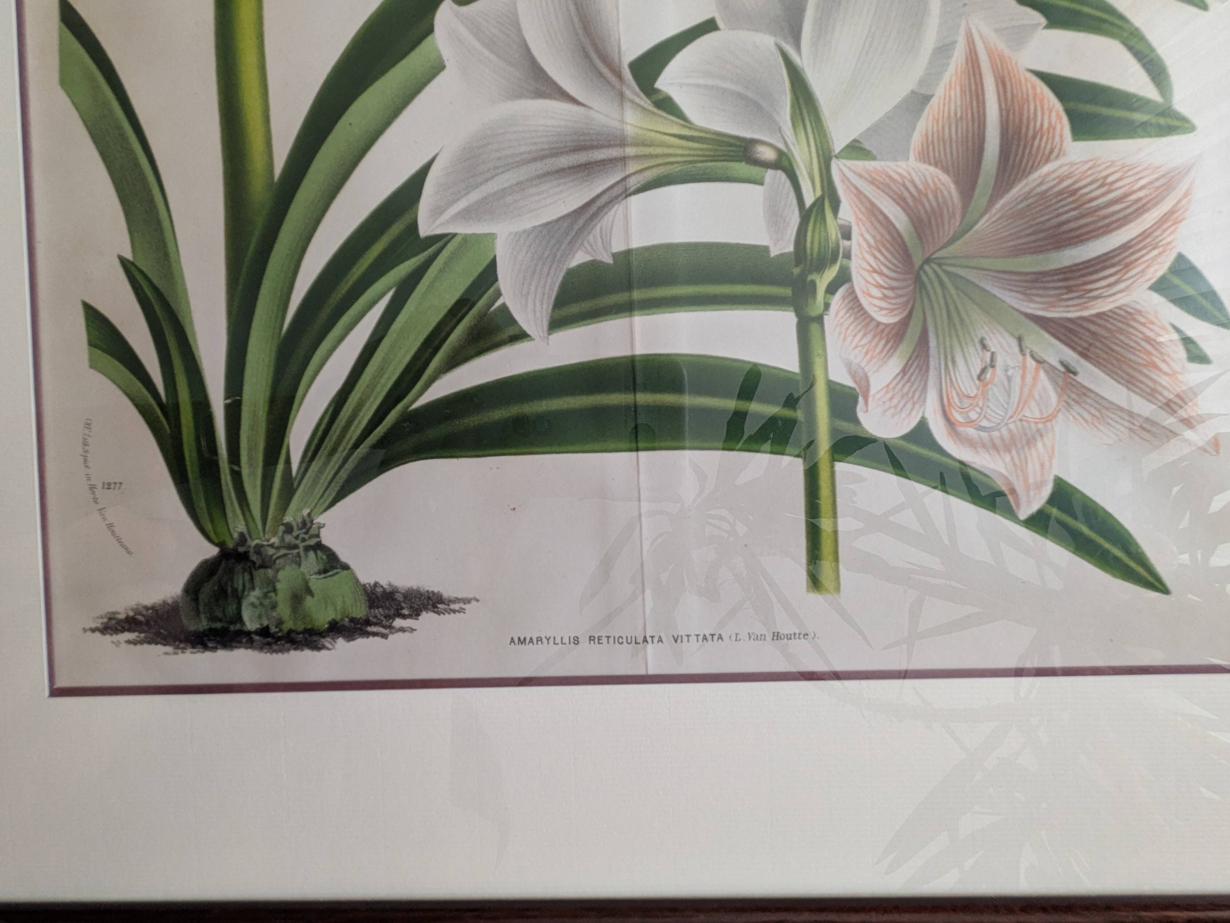 Vintage Framed Botanical Engraving