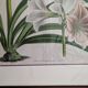Vintage Framed Botanical Engraving