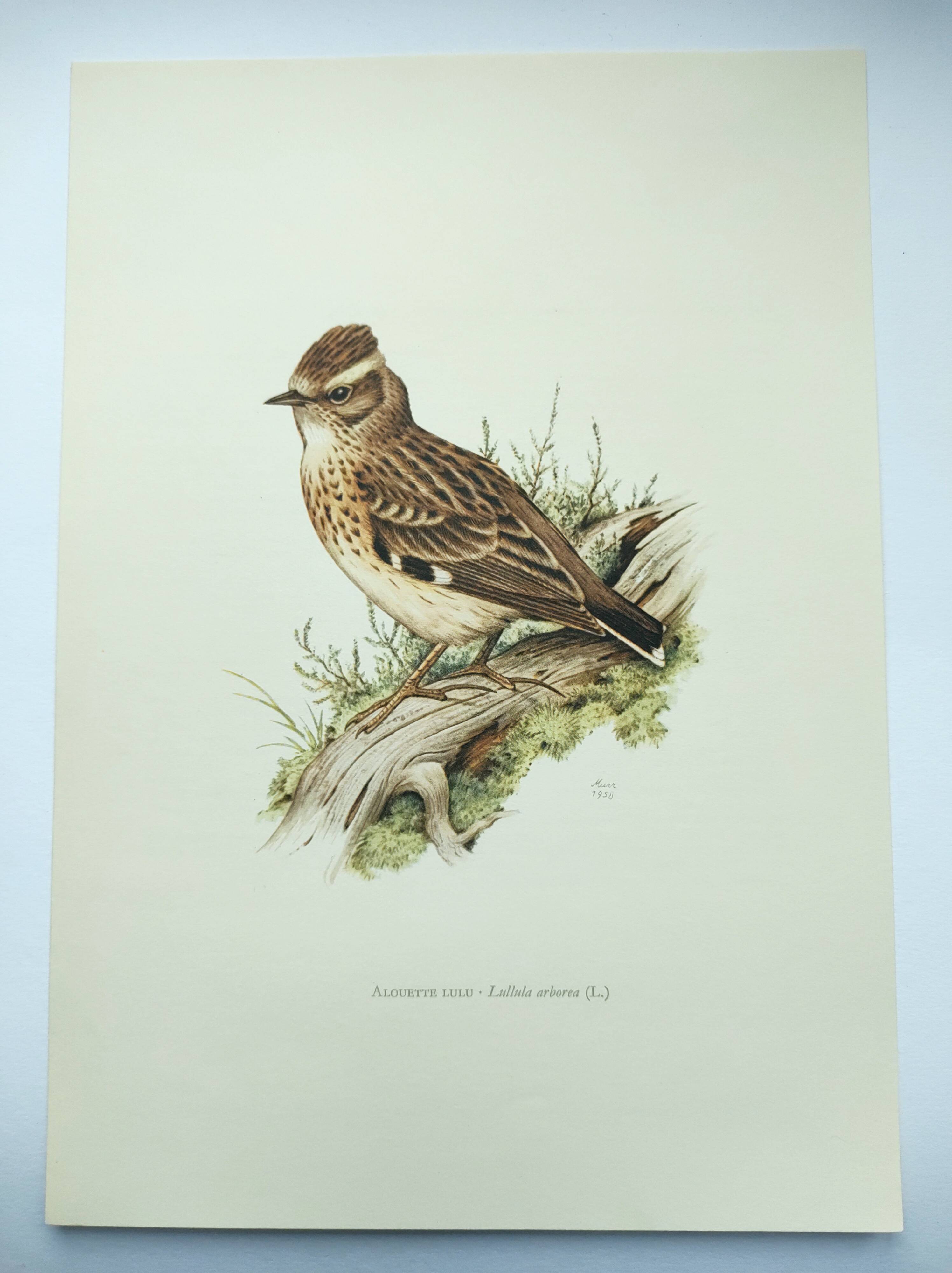 Old vintage bird board from the 60s 🐦 Alouette Lulu 🦜 Ornithological illustration