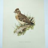 Old vintage bird board from the 60s 🐦 Alouette Lulu 🦜 Ornithological illustration