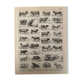 Lithograph engraving on beef from 1897