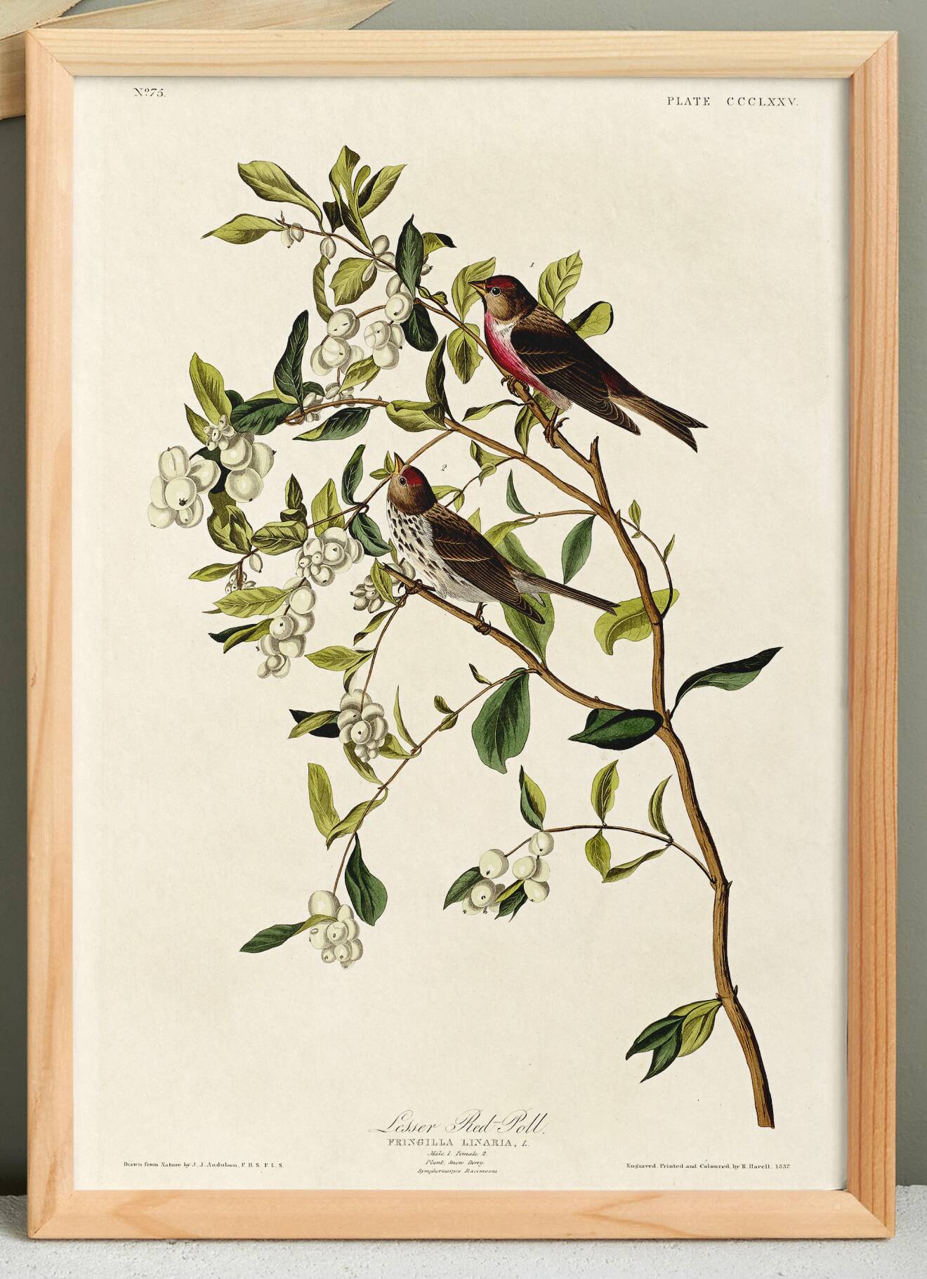 Affiche sur le Sizerin flammé, d’après une gravure ancienne de 1827.