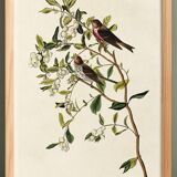 Affiche sur le Sizerin flammé, d’après une gravure ancienne de 1827.