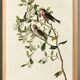 Poster about the Common Redpoll, based on an old engraving from 1827.