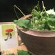 Raw wooden salad bowl