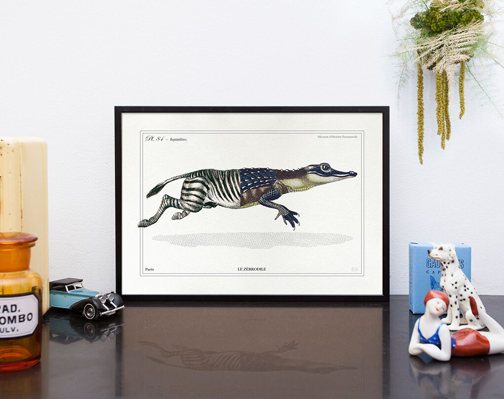 Chimera lithograph animal engraving - the zebrodile