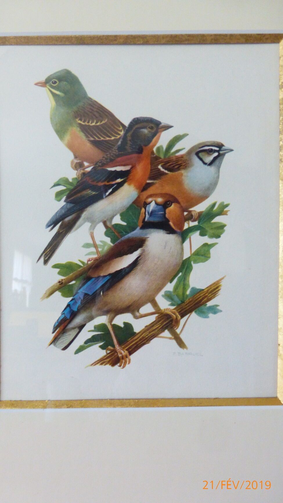 Birds collection Hepatior N ° 25