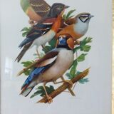 Birds collection Hepatior N ° 25