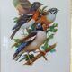 Birds collection Hepatior N ° 25