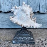 Coquillage sur socle en métal