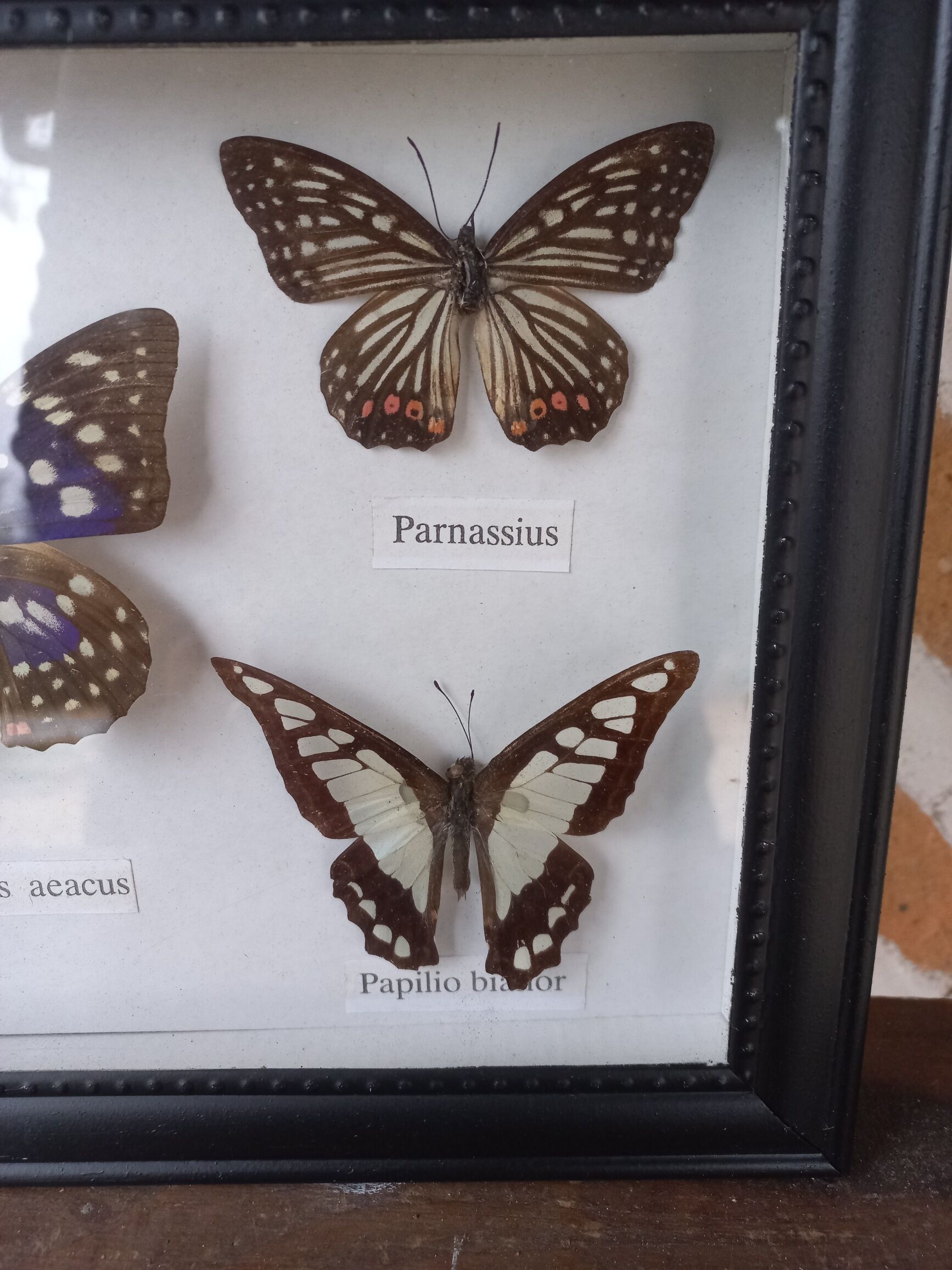 Showcase frame 5 stuffed butterflies