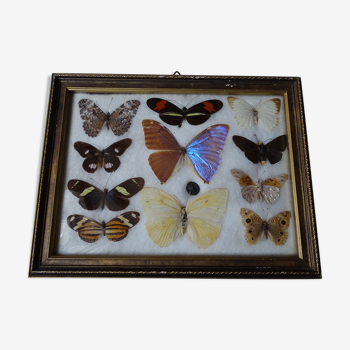 Papillons sous cadre, ancien cadre verre bombé , cabinet curiosité, taxidermie