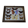 Butterflies under frame, old domed glass frame