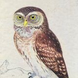 Owl ornithological board