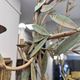 Globe lamp, olive leaves, in the style of Maison Baguès, Mid-century, 1970s – France