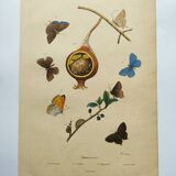 Antique engraving from 1839 - Butterflies by Dumesnil - Hand-colored plate