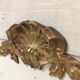 Fronton coquille en bronze