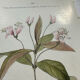 Vintage botanical plate double-sided French flower plant