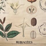 Botanical educational poster "Rubiaceae", Emile Deyrolle, 19th century, 1890s