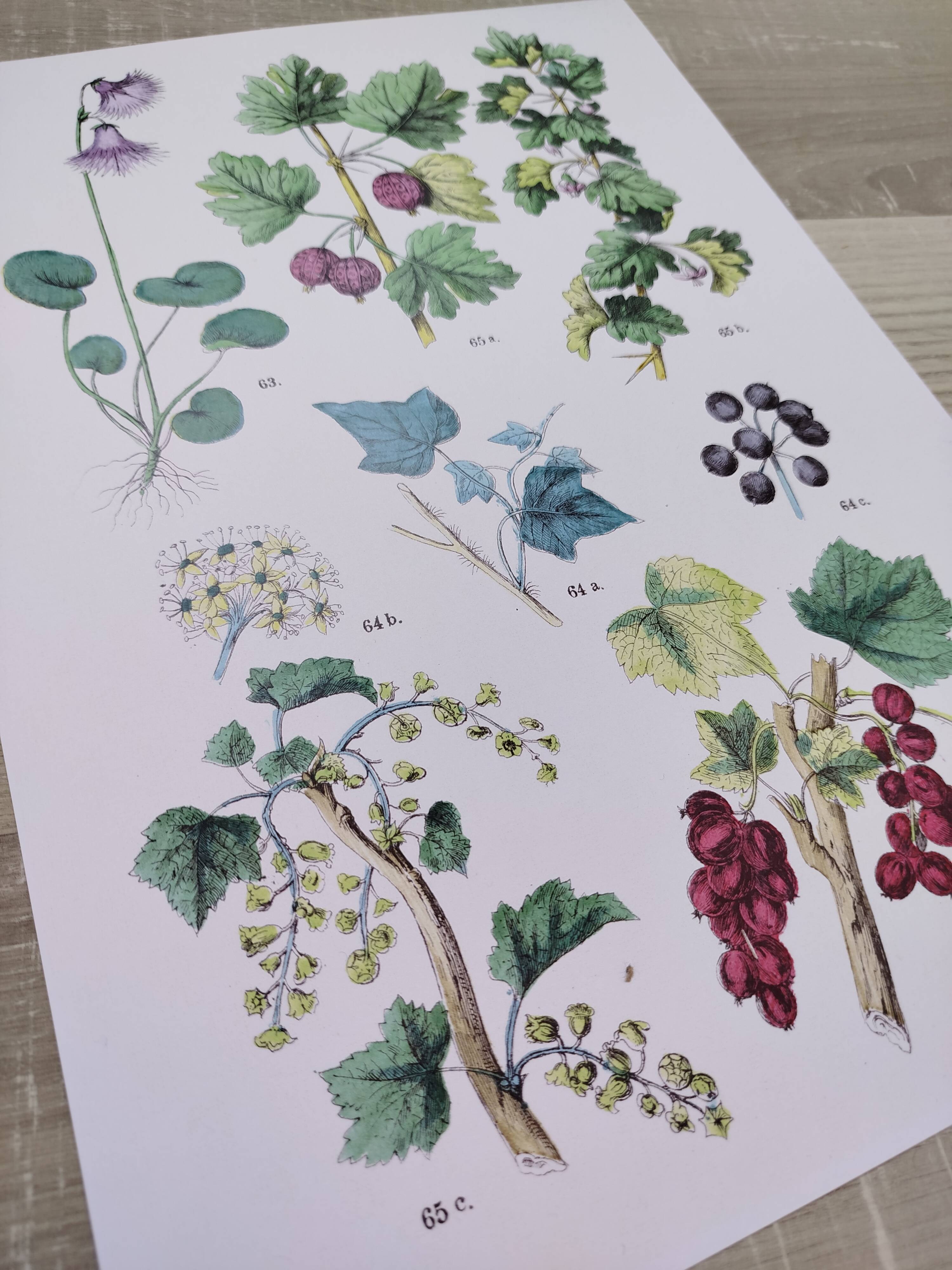 Poster about plants, based on an 1881 engraving "ivy"