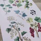 Poster about plants, based on an 1881 engraving "ivy"