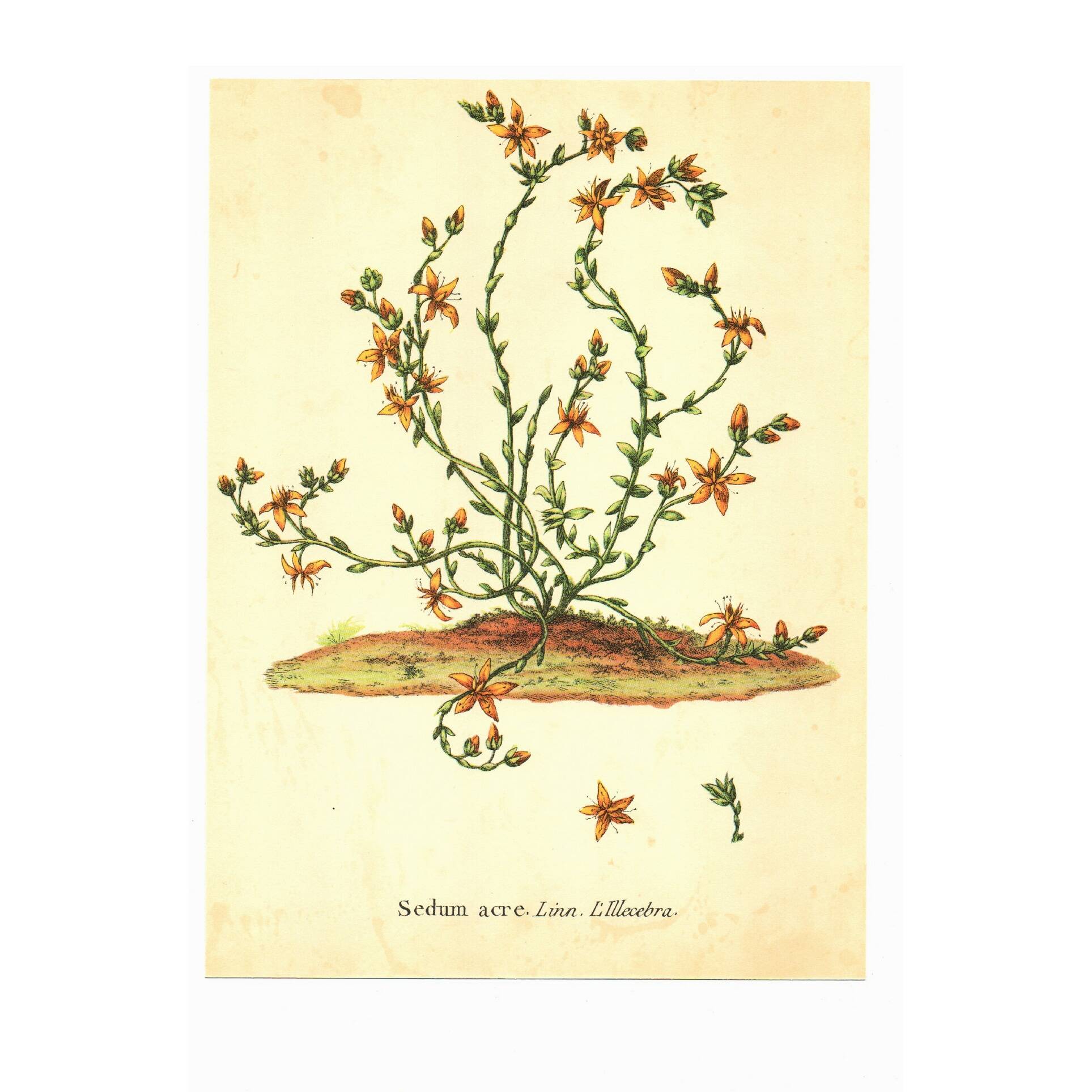 Old illustration 1959 - Bitter Stonecrop - botanical plate of wild flower