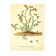 Old illustration 1959 - Bitter Stonecrop - botanical plate of wild flower