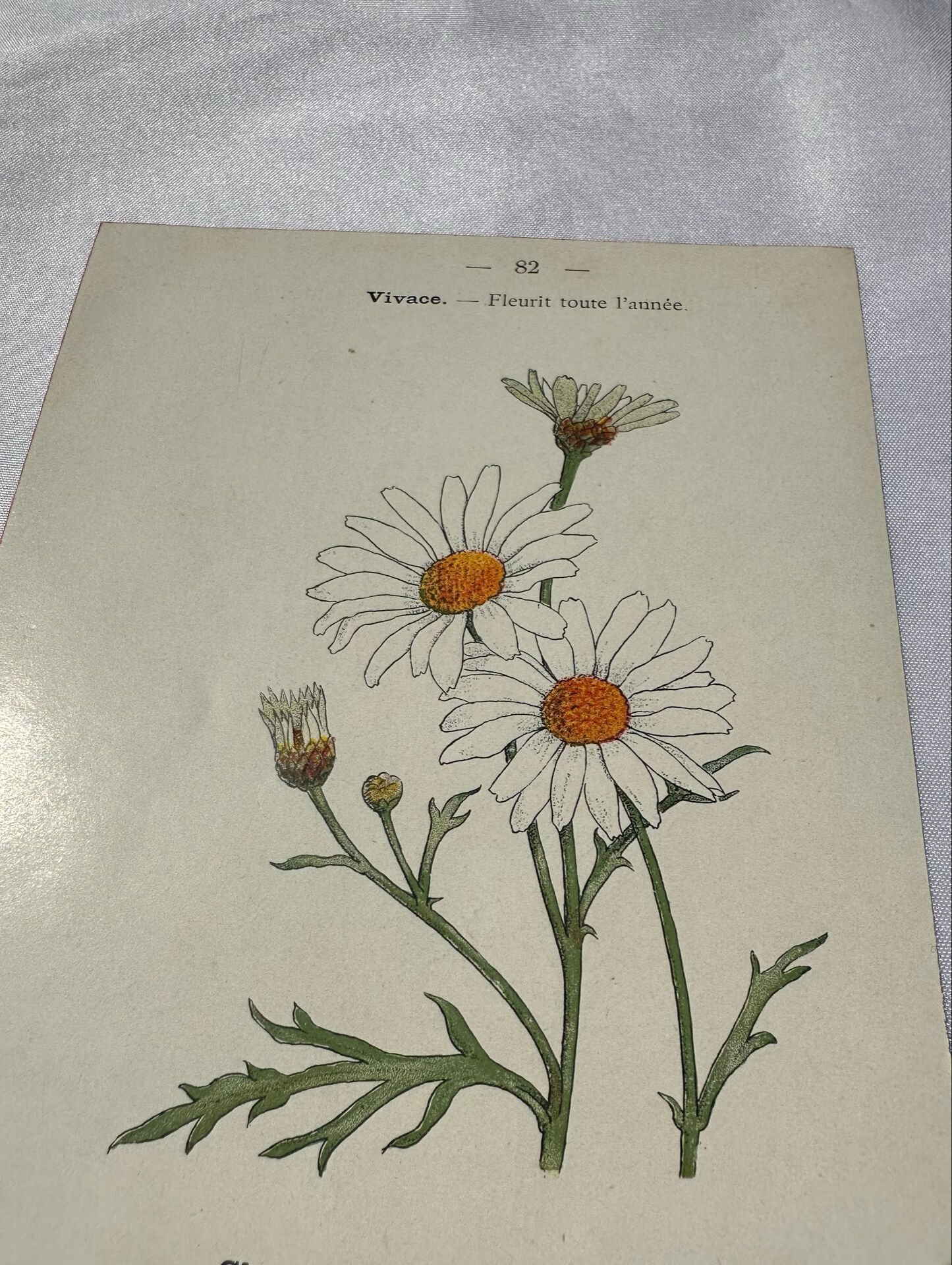 🌿 Botanical Plate Old Naturalist Engraving 19th Century Double-Sided