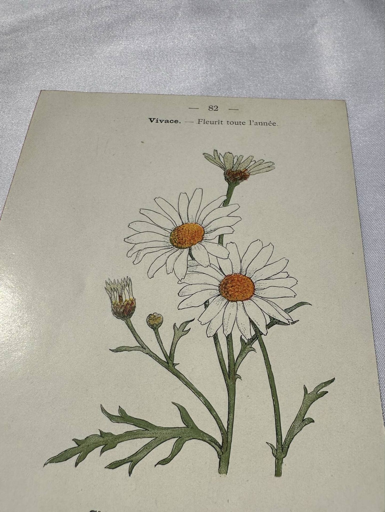 Planche Botanique Gravure naturaliste ancienne 19eme recto verso