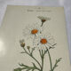 🌿 Botanical Plate Old Naturalist Engraving 19th Century Double-Sided