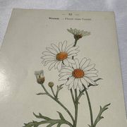 Planche Botanique Gravure naturaliste ancienne 19eme recto verso