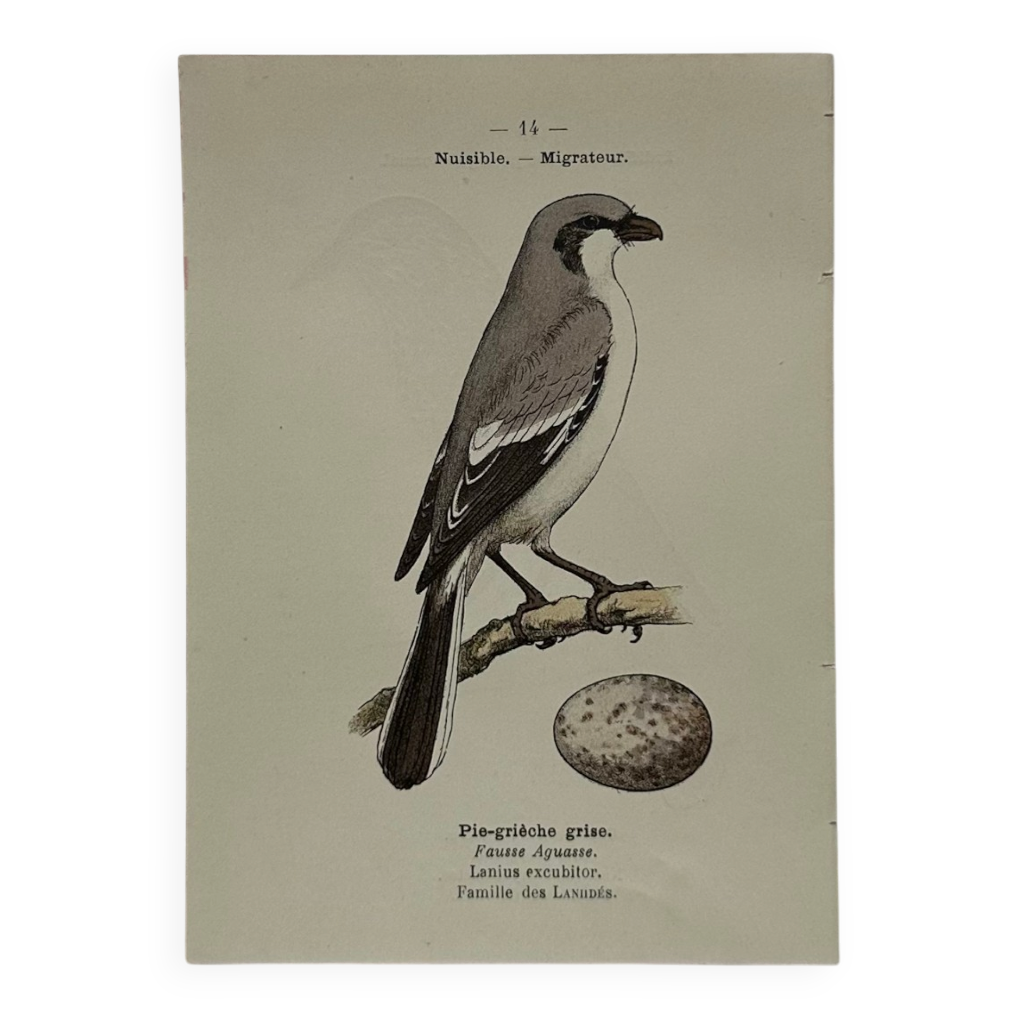 Planche Botanique Gravure oiseaux naturaliste  19eme recto verso  A