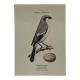 Planche Botanique Gravure oiseaux naturaliste  19eme recto verso  A