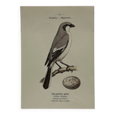 Planche Botanique Gravure oiseaux naturaliste  19eme recto verso  A