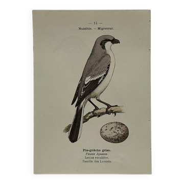 Botanical Plate Engraving of Birds, Naturalist, 19th Century, Double-sided A