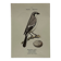 Planche Botanique Gravure oiseaux naturaliste  19eme recto verso  A