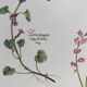 Botanical plank herbal tea of catarrh