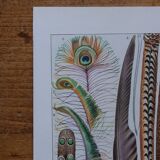 Original lithograph on feathers