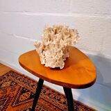 White coral