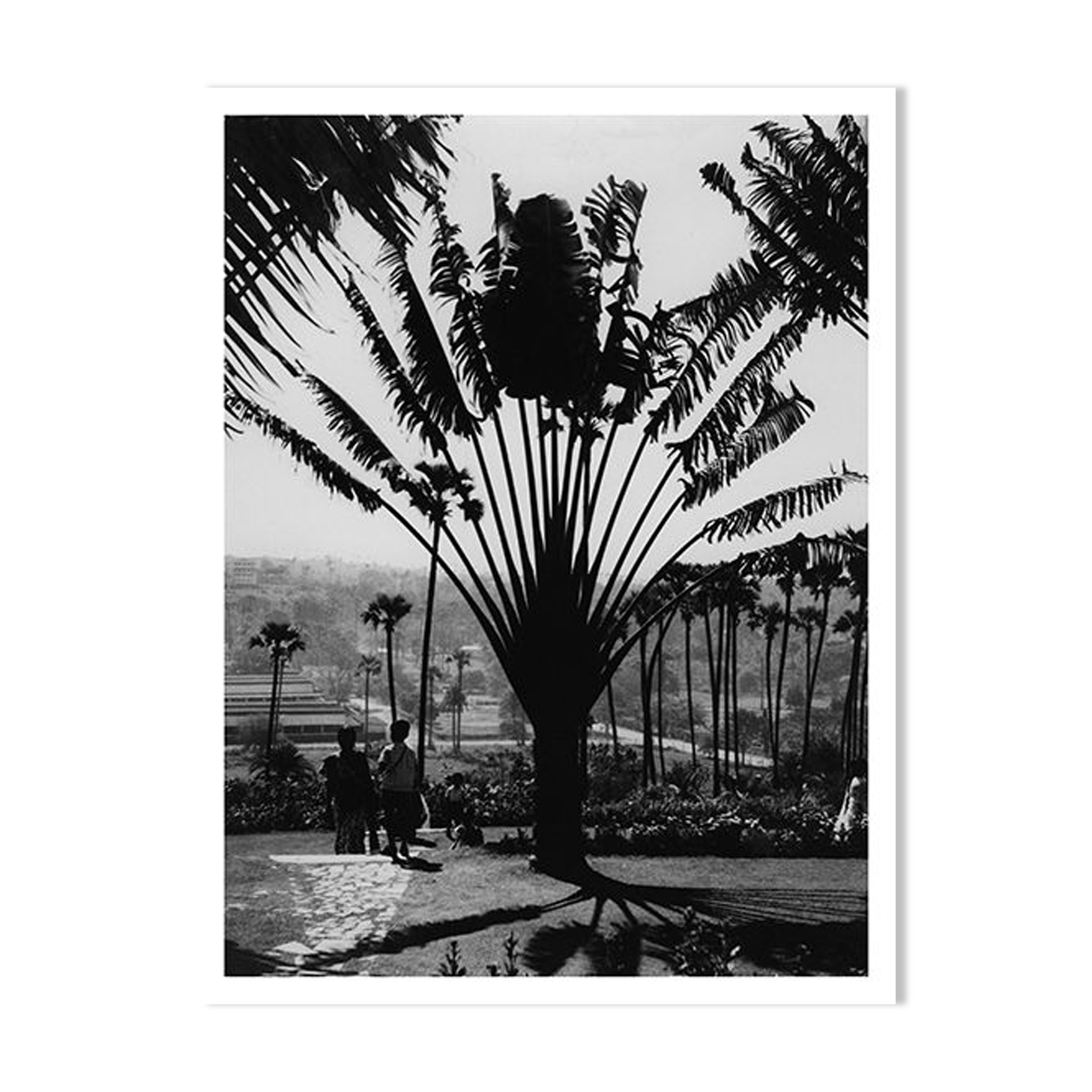 Jardin botanique de Bombay, vers 1970