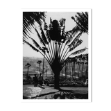 Bombay Botanical Garden, circa 1970