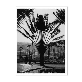 Jardin botanique de Bombay, vers 1970