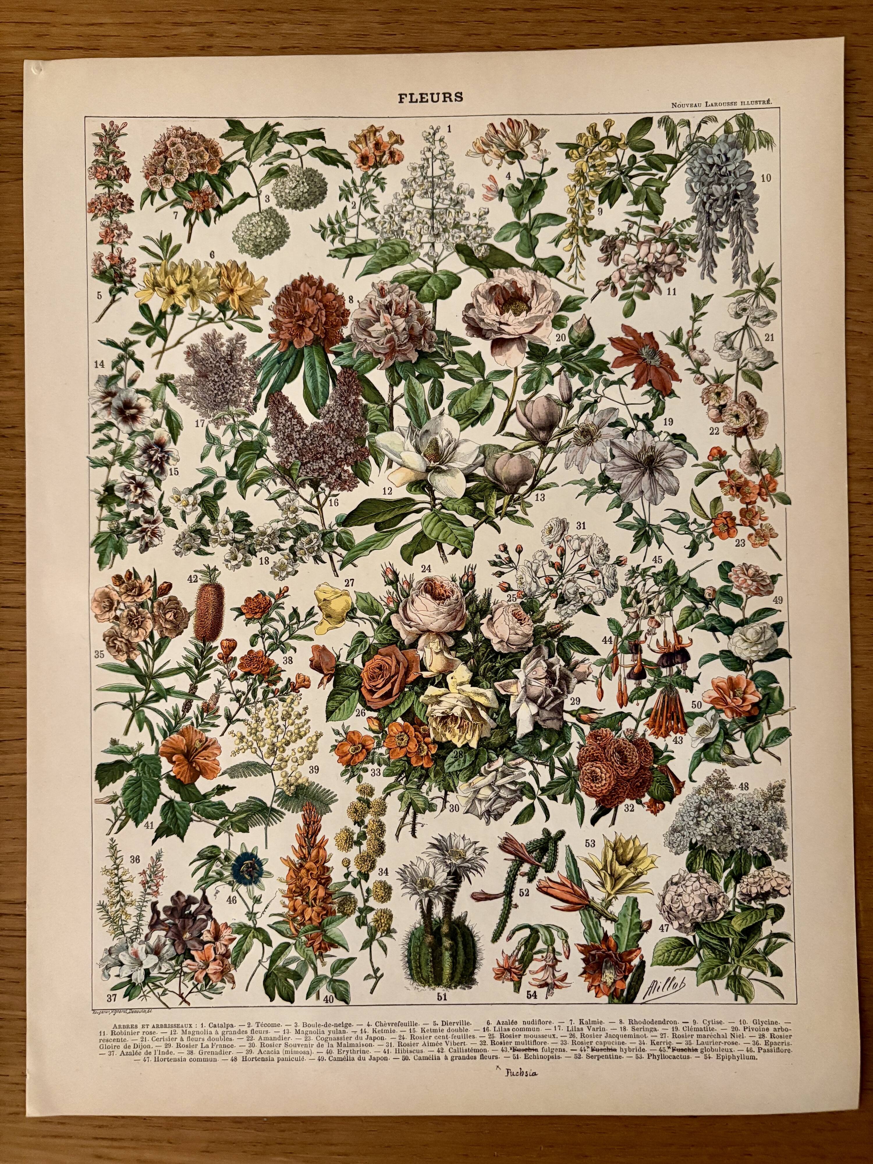 Lithographie sur les fleurs, catalpa, 1900