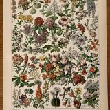 Lithograph of flowers (catalpa) – 1900