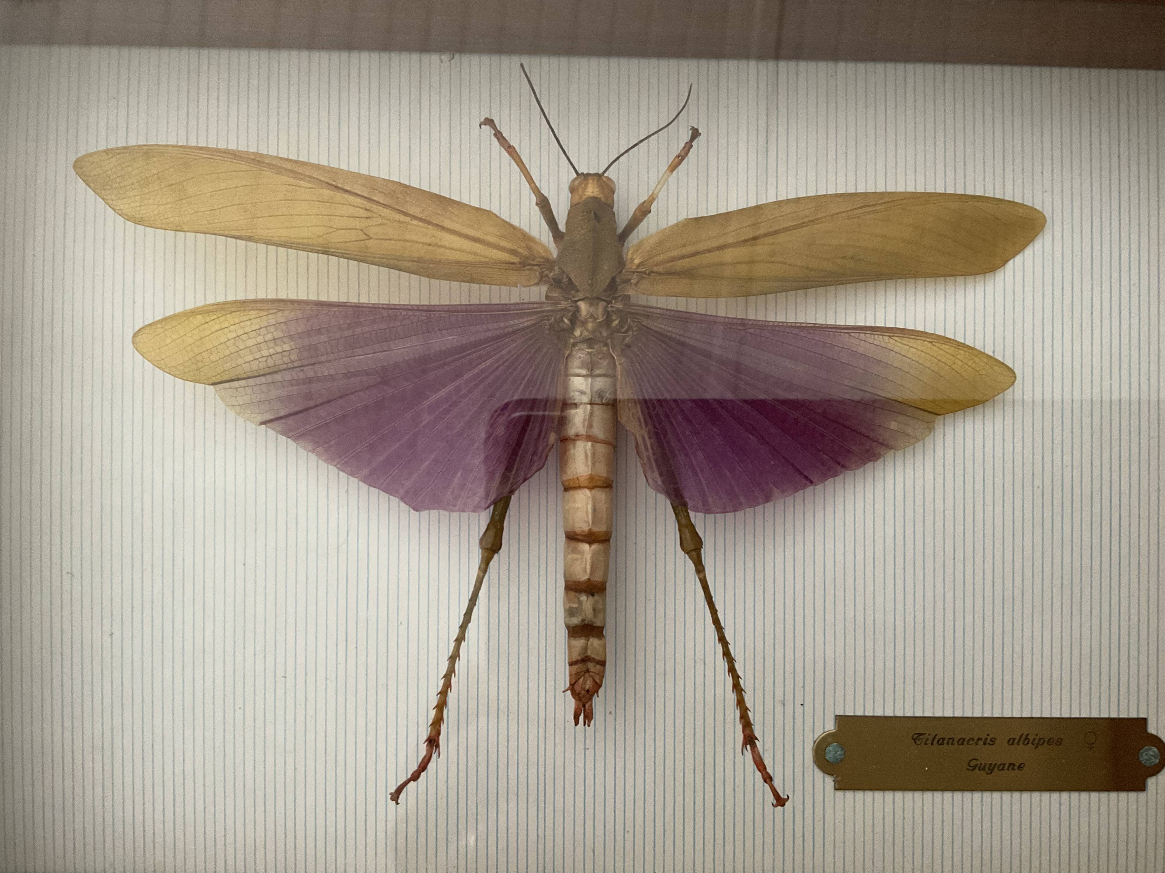 Frame under glass, naturalized insect Titanacris albipes