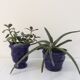 Lot of 2 old planters blue