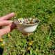 Tasses x6 - Porcelaine de Limoges