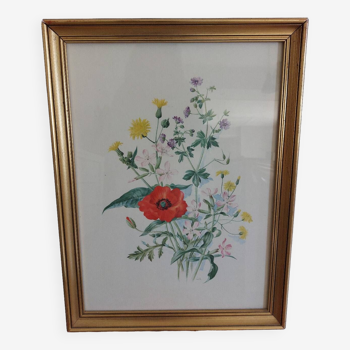 Botanical illustration with poppy